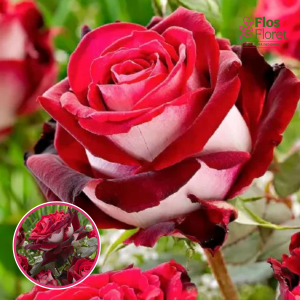 Roze - Osiria (Tējhibrīdroze)