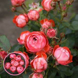 Roze - Pompeji KORmilrein (Floribundroze)