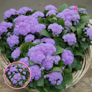 O84. Agerāts - Aloha & Kona Blue