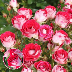 Roze - Schöne Koblenzerin KORburox (Floribundroze)