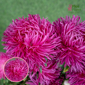 Ķīnas astere - Dragon Dark rose. SĒKLAS _25s