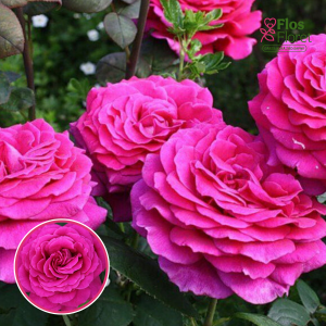 Roze - Stephens' Big Purple STEbigpu (Tējhibrīdroze)