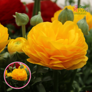 Z11. Āzijas gundegas - Aviv (dzeltena)