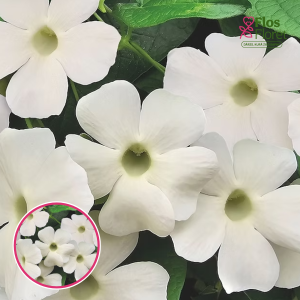 Roze - Walz Time (Tējhibrīdroze)