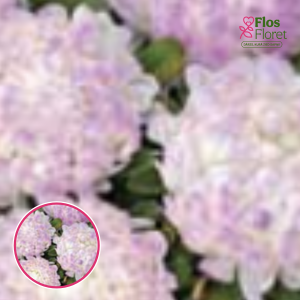 Ķīnas astere - Tower Quarz. SĒKLAS _25s