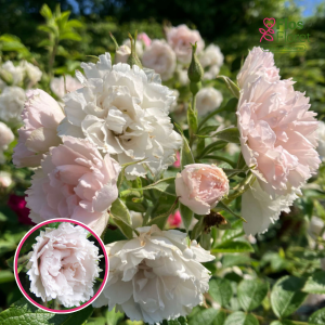 Roze - White Grootendorst (Dobju roze)