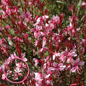 O88. Gaura - Belleza Pink