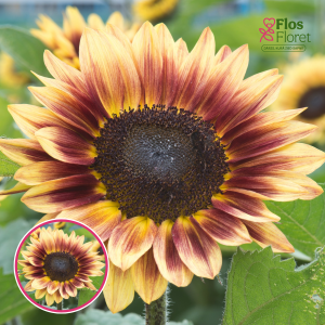 Saulgrieze - Inara Cream Bicolor. SĒKLAS _10s