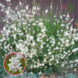 O89. Gaura - Belleza White