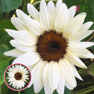 Saulgrieze - Pro Cut White & Black. SĒKLAS _10s