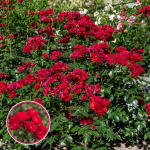 Roze - Arifa Jaunums! (Floribundroze)