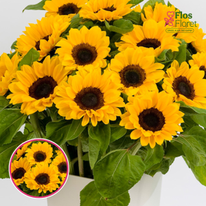 Saulgrieze - Vincent's Choice. SĒKLAS _10s