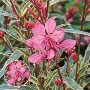 O92. Gaura - Gambit Variegata Rose