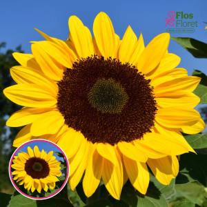 Saulgrieze - Cutting Gold. SĒKLAS _10s