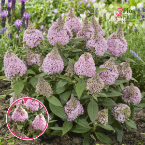 Dāvida budleja - Little Rockstars Pink