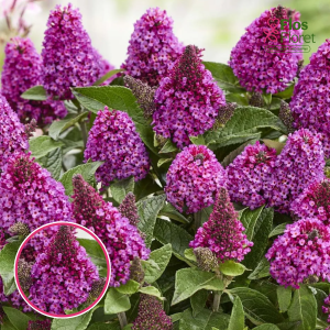 Dāvida budleja - Little Rockstars Red