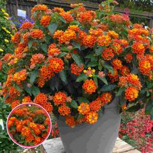 O95. Lantana - Evita Sunrise