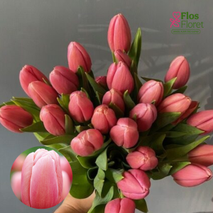 BR151. Tulpe - ACE PINK