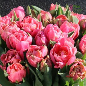 BR152. Tulpe - ADORE