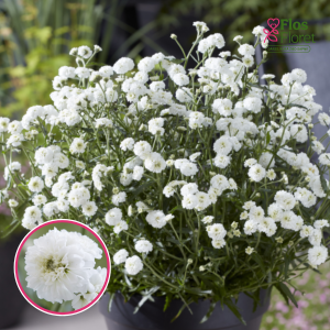 Parastais pelašķis - Desert Eve Deep Rose