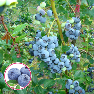 Krūmmellene - Bonus