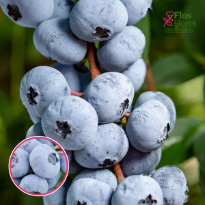 Krūmmellene - Chandler