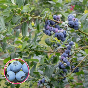 Krūmmellene - Huron