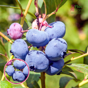 Krūmmellene - Spartan