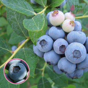 Krūmmellene - Legacy