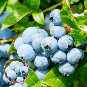 Krūmmellene - Sweetheart