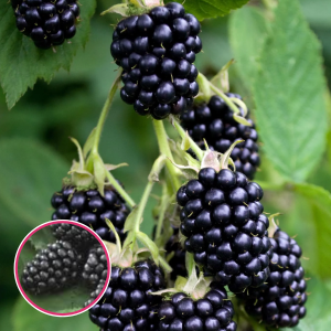 Kazene - Black Satin