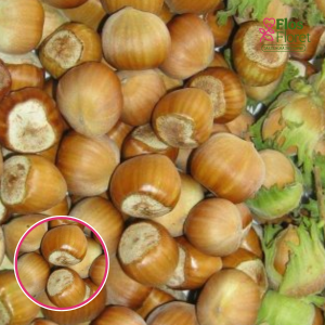 Lazdas - Kataloński (Katalonskij)