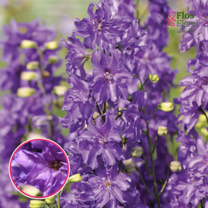 Dārza delfīnija - Delgenius Breezin