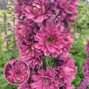 Dārza delfīnija - Highlander Flamenco