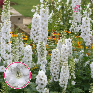 Dārza delfīnija - Magic Fountains Pure White