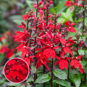 Krāšņā lobēlija - Starship Scarlet