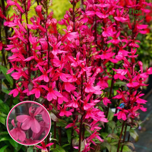 Krāšņā lobēlija - Fanship Deep Rose