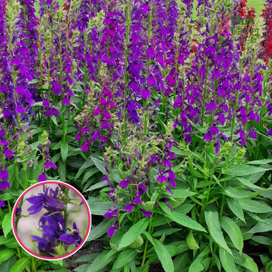 Krāšņā lobēlija - Starship Blue