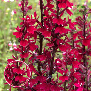 Krāšņā lobēlija - Starship Burgundy