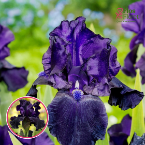 Augstais bārdainais īriss - Black Dragon