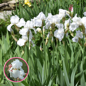 Augstais bārdainais īriss - Immortality