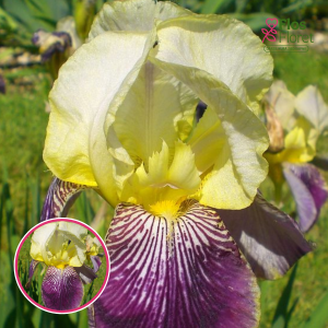 Augstais bārdainais īriss - Salonique