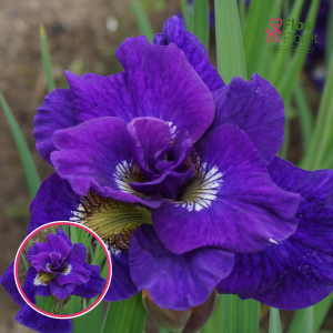 Sibīrijas īriss - Kaboom