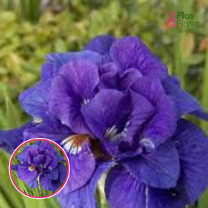 Sibīrijas īriss - Kabluey