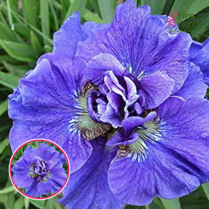 Sibīrijas īriss - Concord Crush