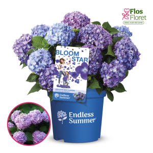 Liellapu hortenzija - Endless Summer BloomStar® Blue