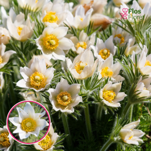 Parastā silpurene - Pinwheel White