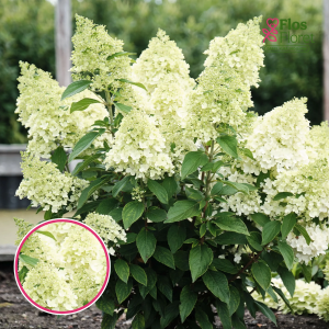 Skarainā Hortenzija - Magical Matterhorn