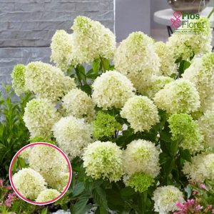 Skarainā Hortenzija - Skyfall