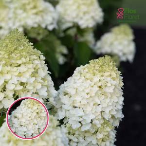 Skarainā Hortenzija - Living Sugar Rush 